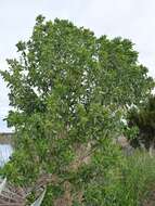 Image of Myoporum thrip