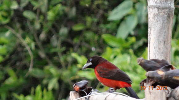 Image of Crimson-backed Tanager