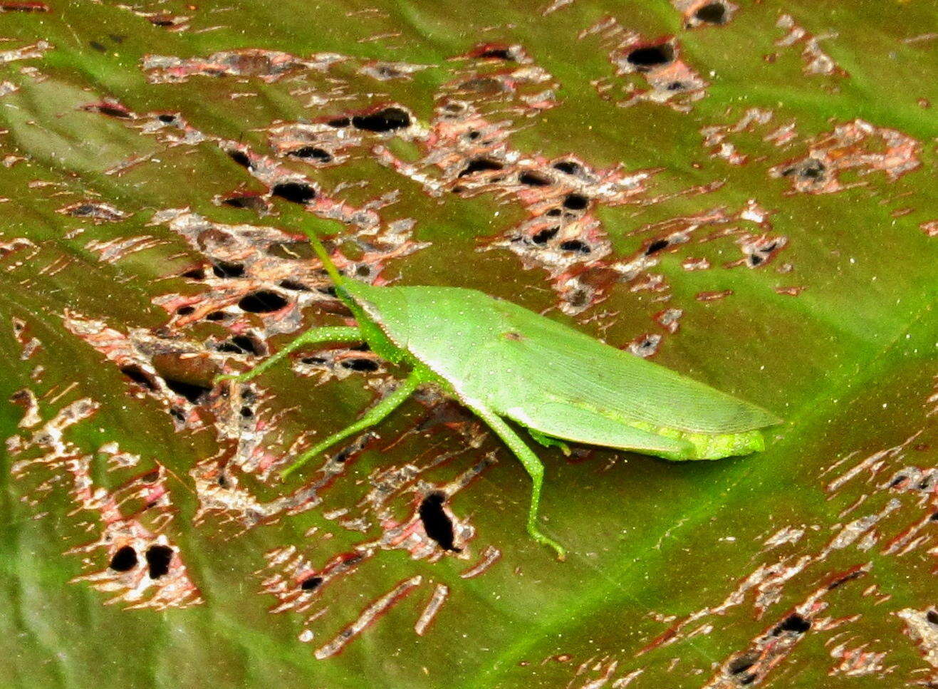 Plancia ëd Atractomorpha acutipennis gerstaeckeri Bolívar & I. 1884