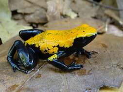 Image of Splashback Poison Frog