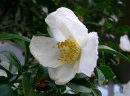 Image of Camellia sasanqua