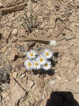 Image de Erigeron compactus Blake