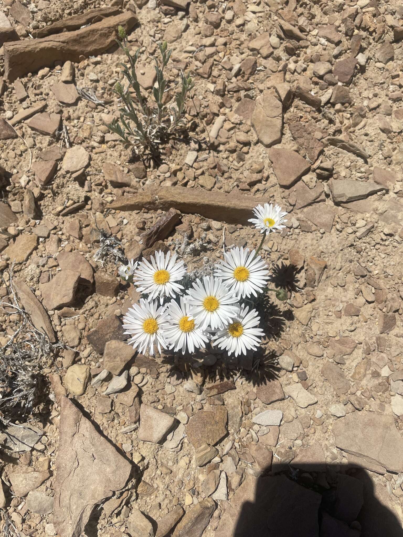 Слика од Erigeron compactus Blake