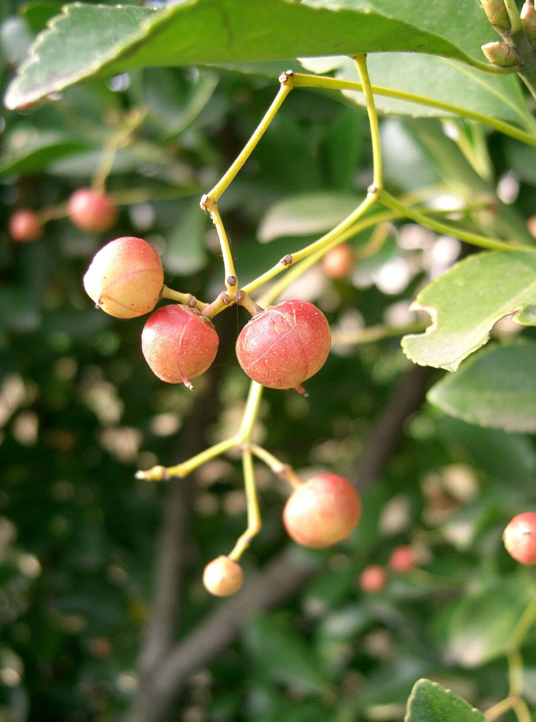 Plancia ëd Euonymus japonicus Thunb.