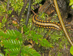 Image of Nyssodesmus python (Peters 1864)