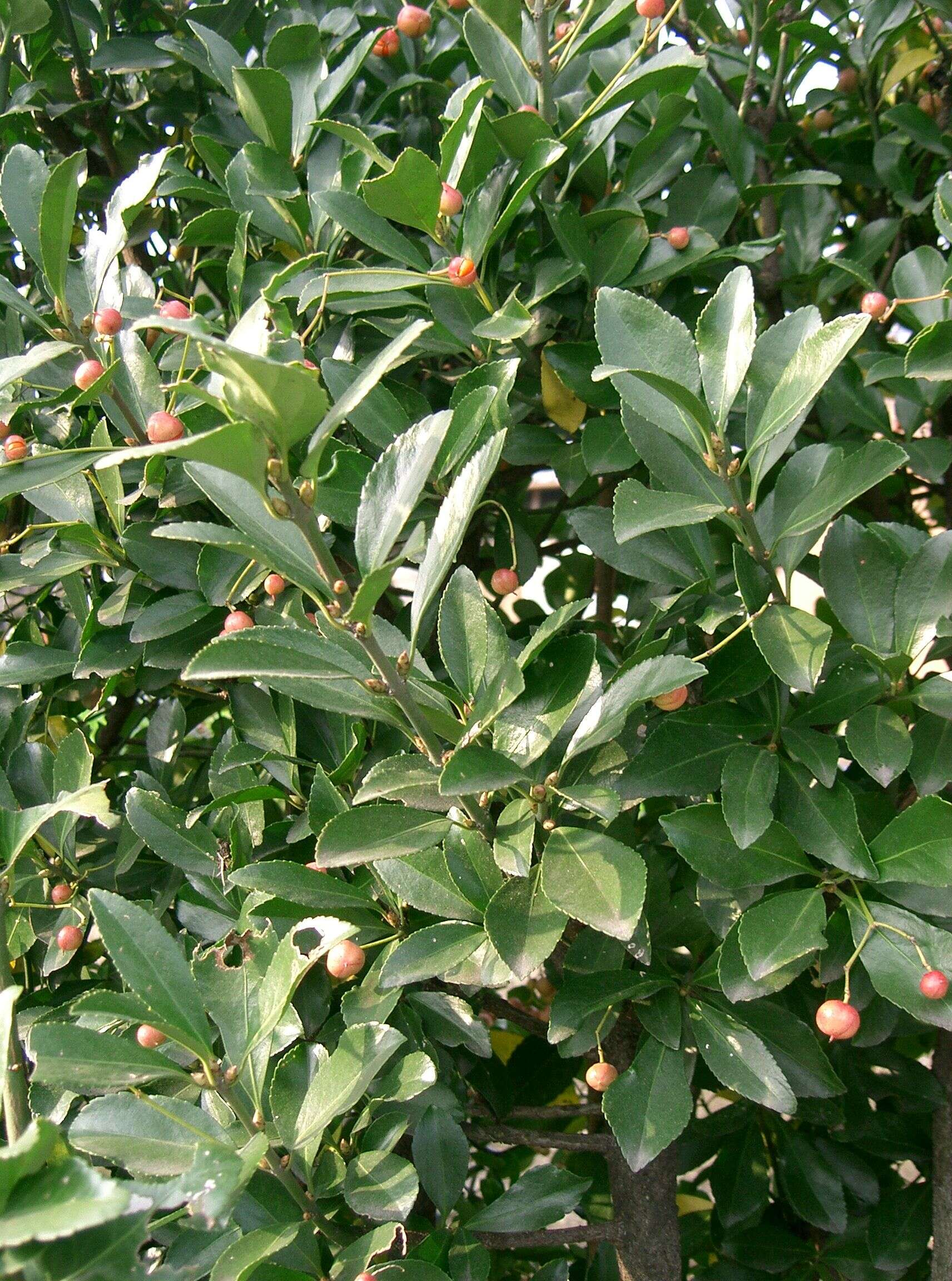 Plancia ëd Euonymus japonicus Thunb.