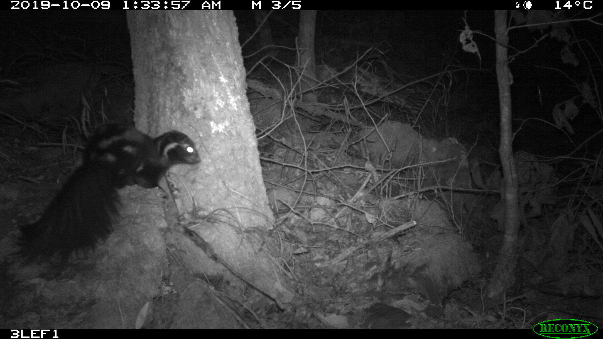 Image of Allegheny Spotted Skunk