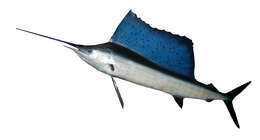 Image of Sailfishes