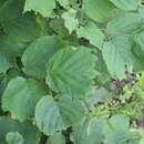 Image of Siberian hazelnut