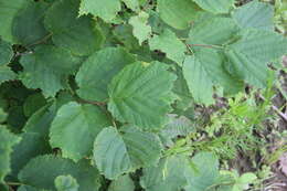 Image of Siberian hazelnut