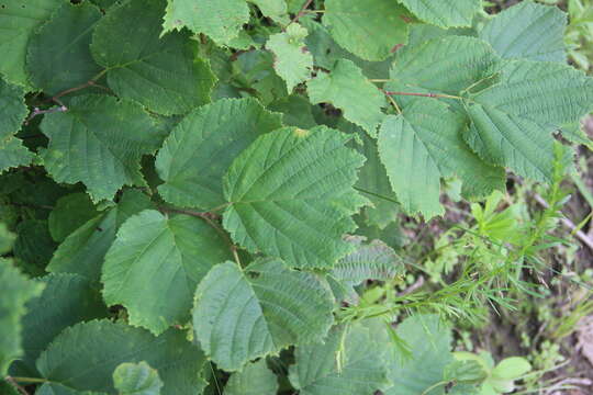 Plancia ëd Corylus heterophylla Fisch. ex Trautv.