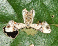 Image of Leucoplema dohertyii Warren 1904