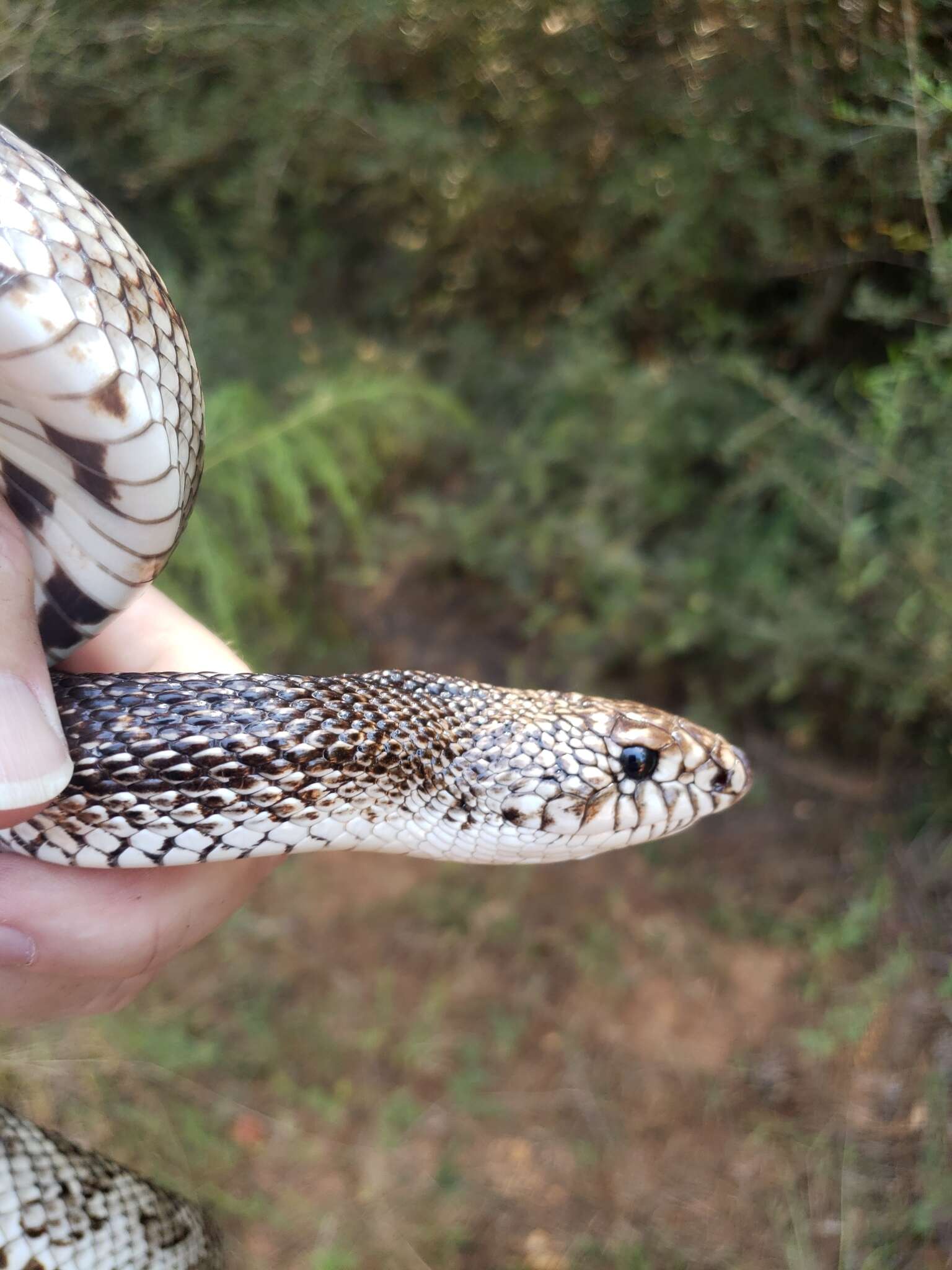 Imagem de Pituophis melanoleucus mugitus Barbour 1921