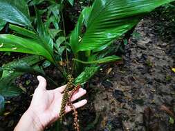 Imagem de Chamaedorea pauciflora Mart.