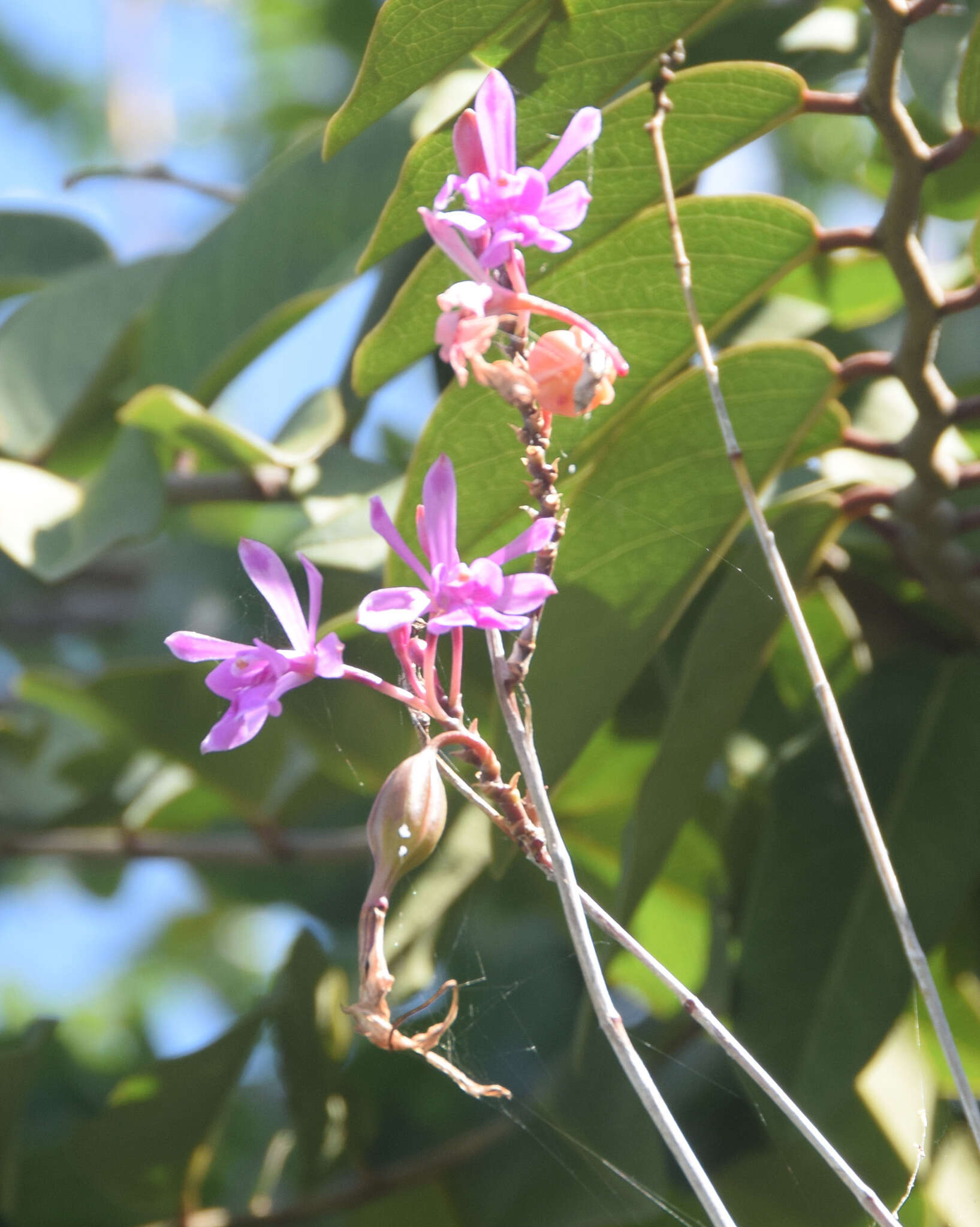 Image of Psychilis correllii Sauleda