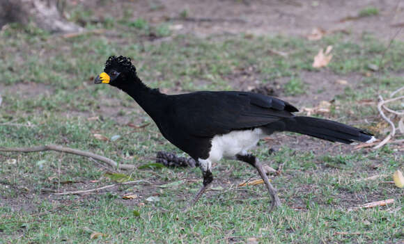 Image of Bare-faced Curassow