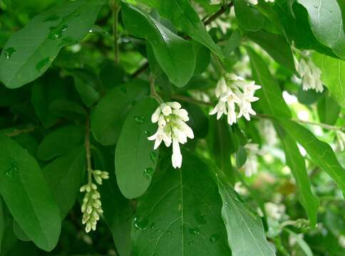 Image of border privet