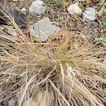 Image of bunch cutgrass