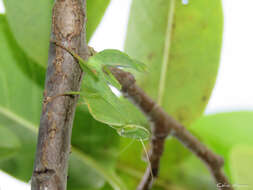 Image of Photiomantis planicephala Rehn 1916