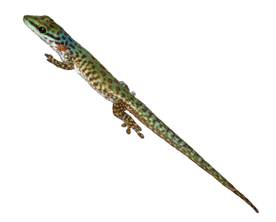 Phelsuma guttata Kaudern 1922 resmi