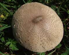 Macrolepiota mastoidea (Fr.) Singer 1951 resmi