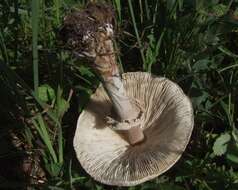 Слика од Macrolepiota mastoidea (Fr.) Singer 1951