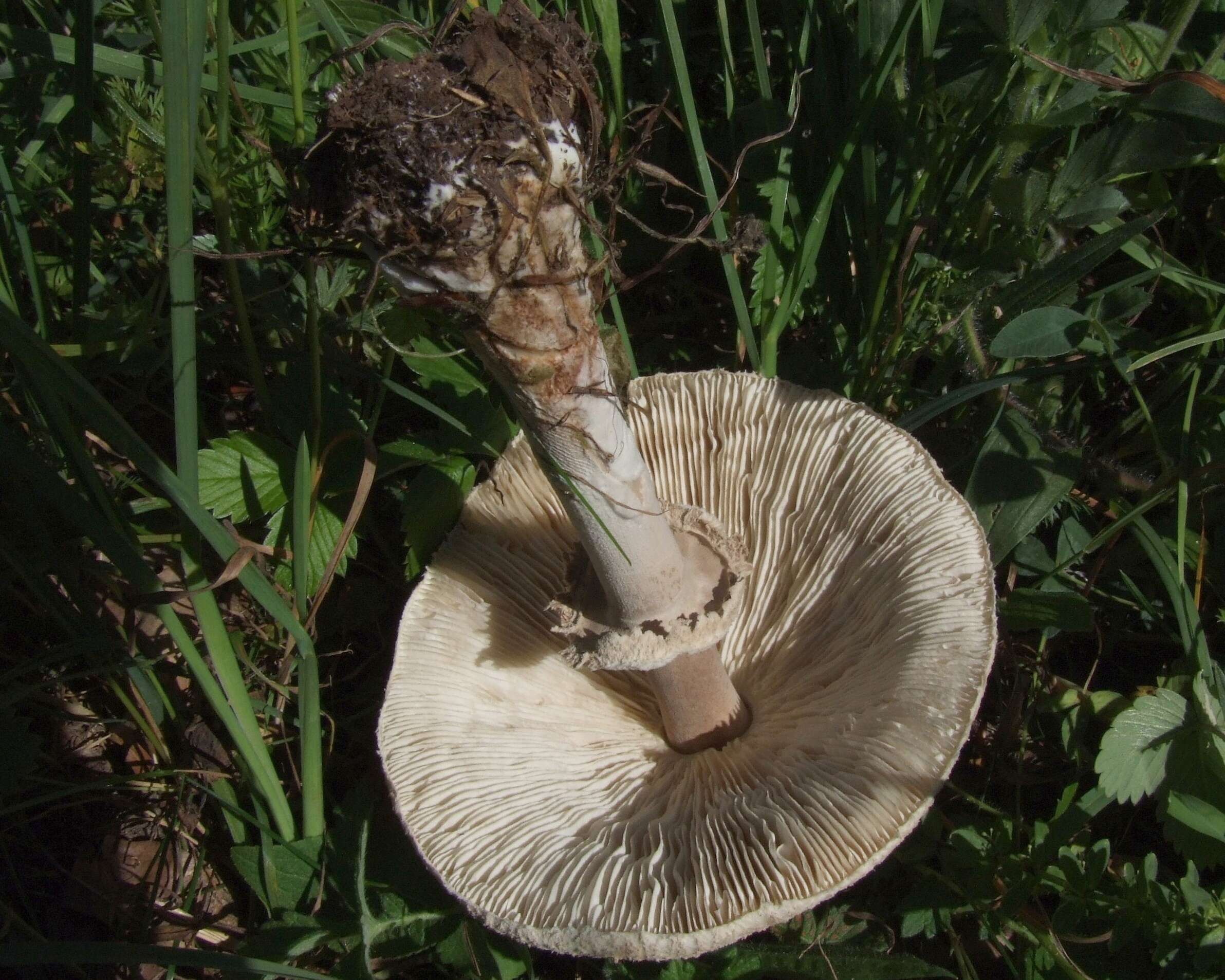 Macrolepiota mastoidea (Fr.) Singer 1951 resmi