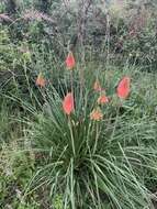 Image of Common red hot poker