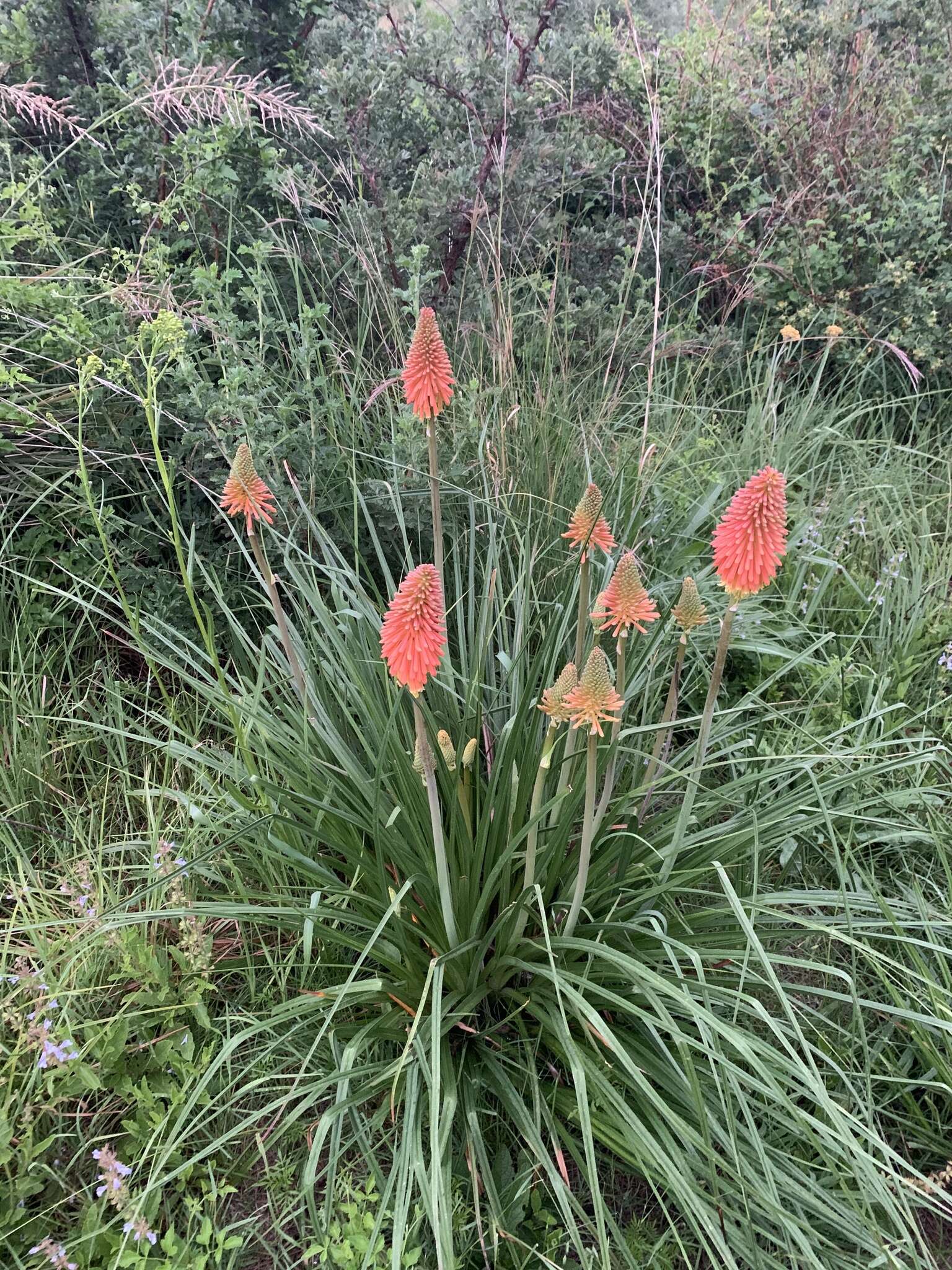 Слика од Kniphofia linearifolia Baker