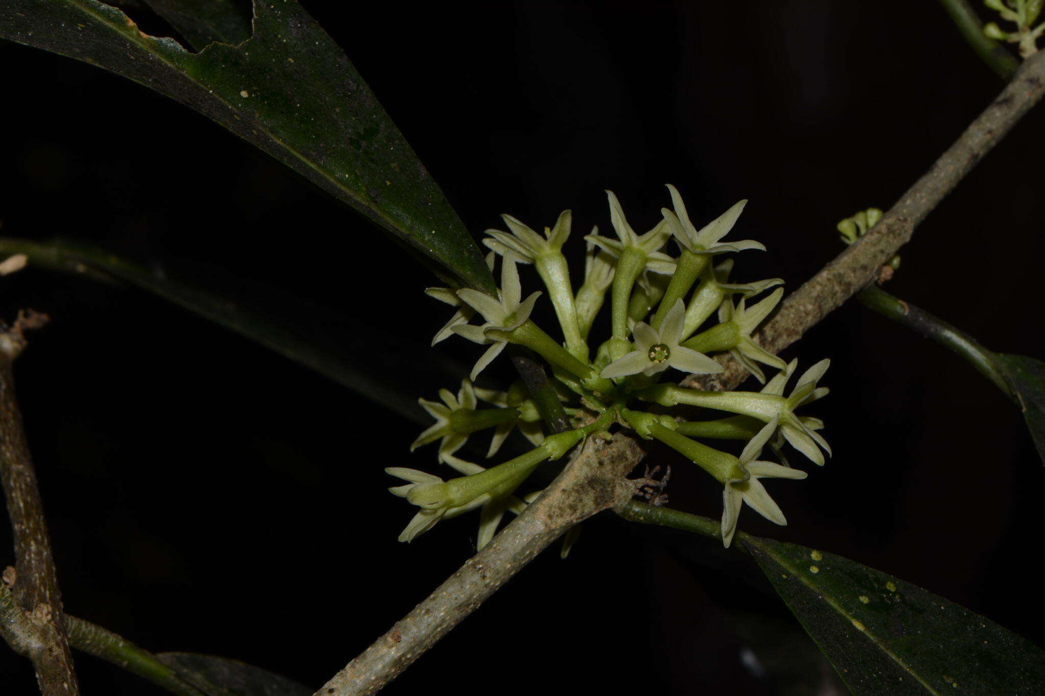 Image of Cestrum glanduliferum Kerber ex Francey