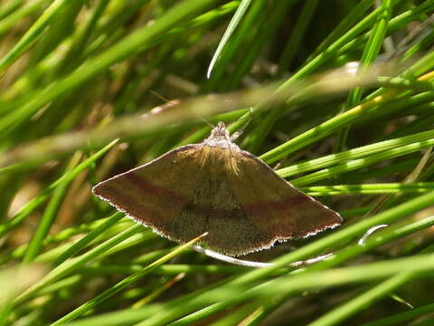 Image of small purple-barred