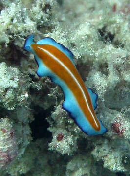 Image of Beautiful rainbow flatworm