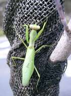 Image of Giant Asian Mantis