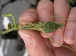 Image of Giant Asian Mantis