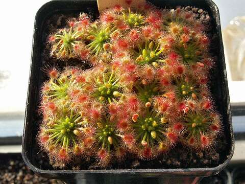 Image of Drosera callistos N. Marchant & Lowrie