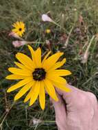 Sivun Helianthus heterophyllus Nutt. kuva