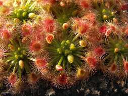 Image of Drosera callistos N. Marchant & Lowrie