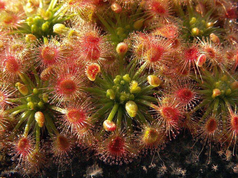 Image of Drosera callistos N. Marchant & Lowrie