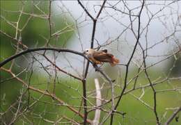 Image of Pale-headed Munia