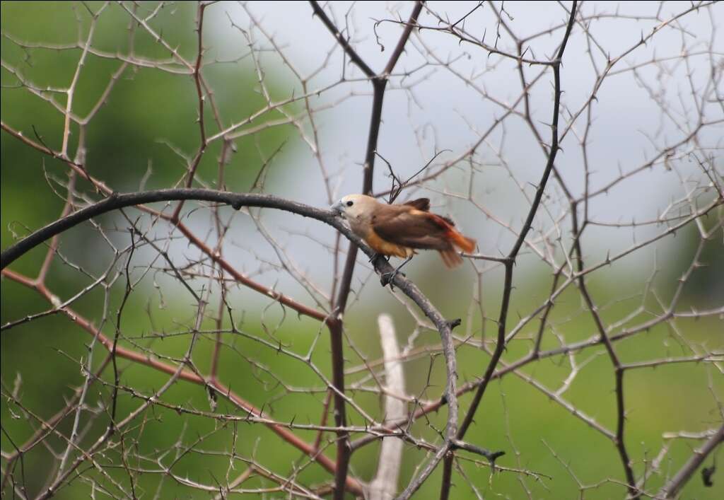 Image of Pale-headed Munia