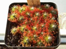 Image of Drosera parvula subsp. sargentii (Lowrie & N. Marchant) Schlauer