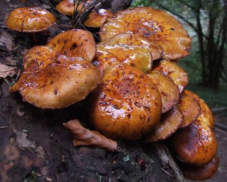 Plancia ëd Pholiota aurivella (Batsch) P. Kumm. 1871