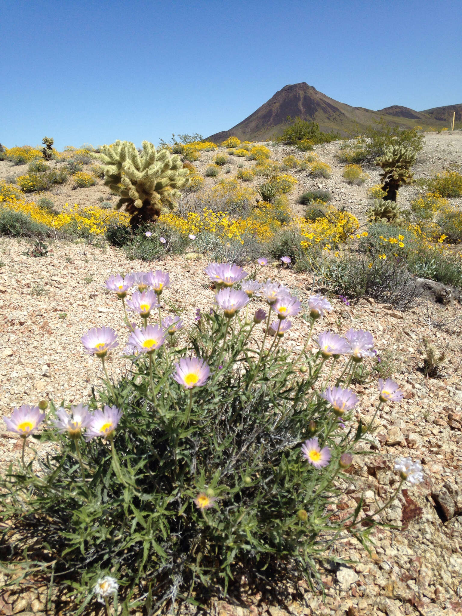 Plancia ëd <i>Xylorhiza <i>tortifolia</i></i> var. tortifolia