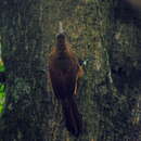 Image of Black-banded Woodcreeper