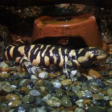 Image of Barred Tiger Salamander