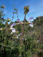 Image of Salvia africana L.