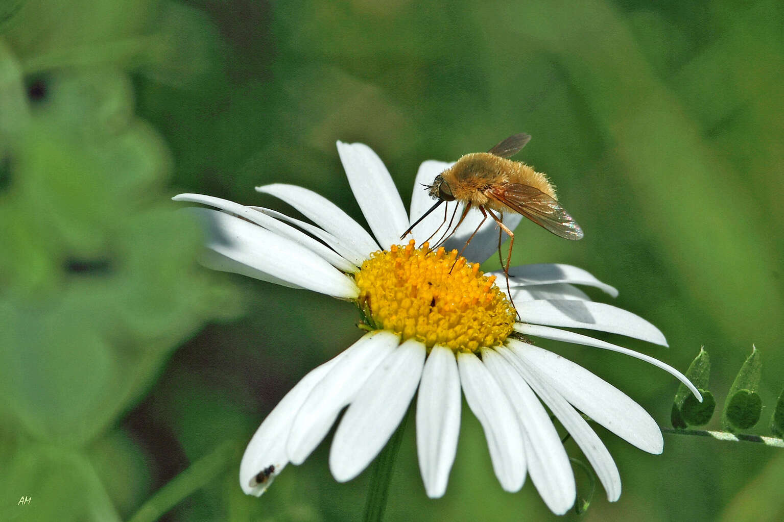 Image of grasshopper bee fly