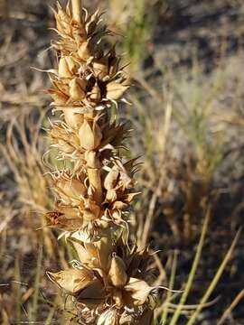 Image of sharpleaf penstemon