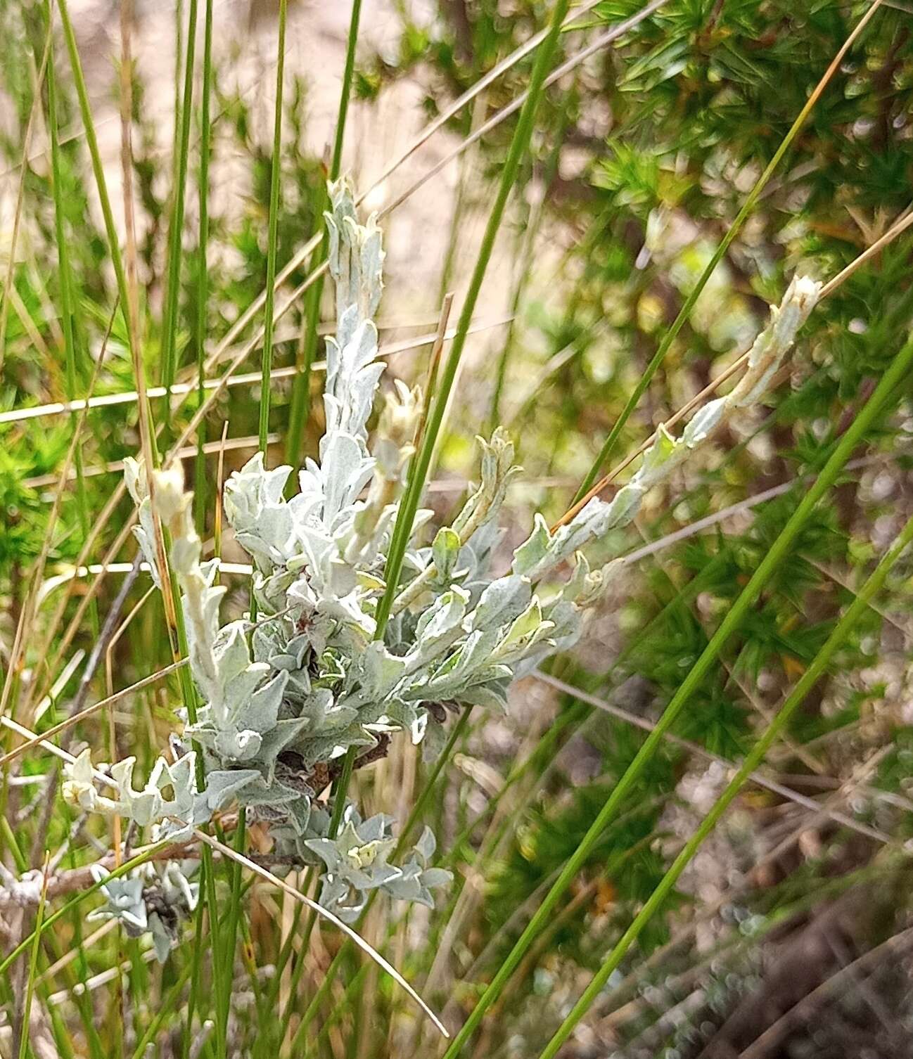 Image of Helichrysum zeyheri Less.