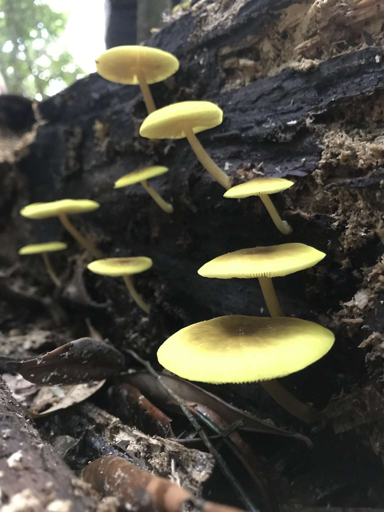 Image of Pluteus chrysaegis (Berk. & Broome) Petch 1912